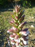 Acanthus mollis